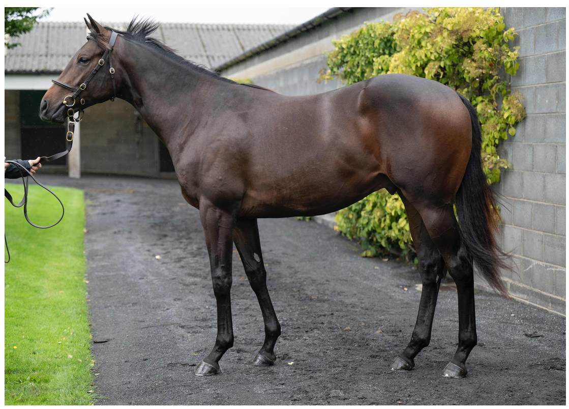 Awtaad yearling