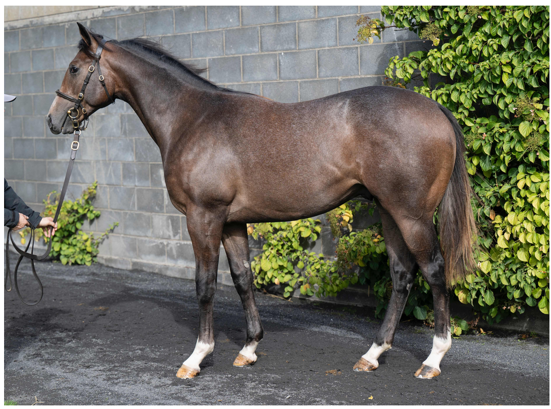 Dragon Symbol yearling