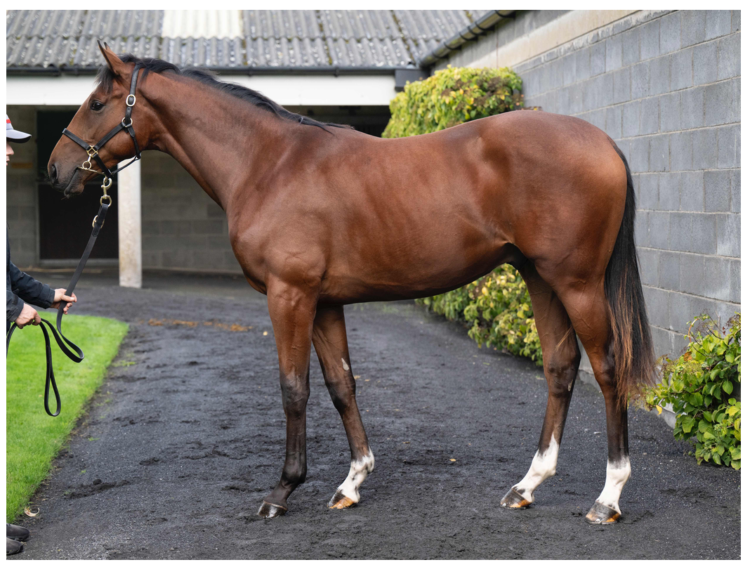 Erevann yearling