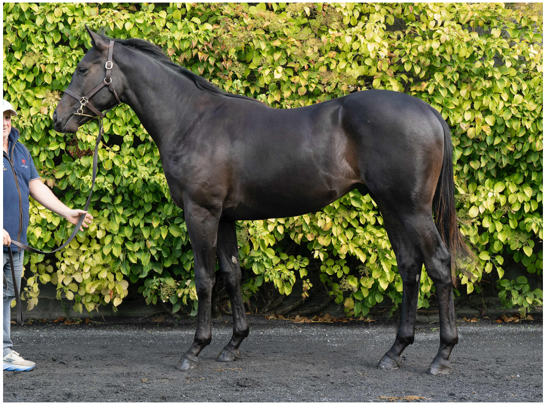 Native Trail yearling